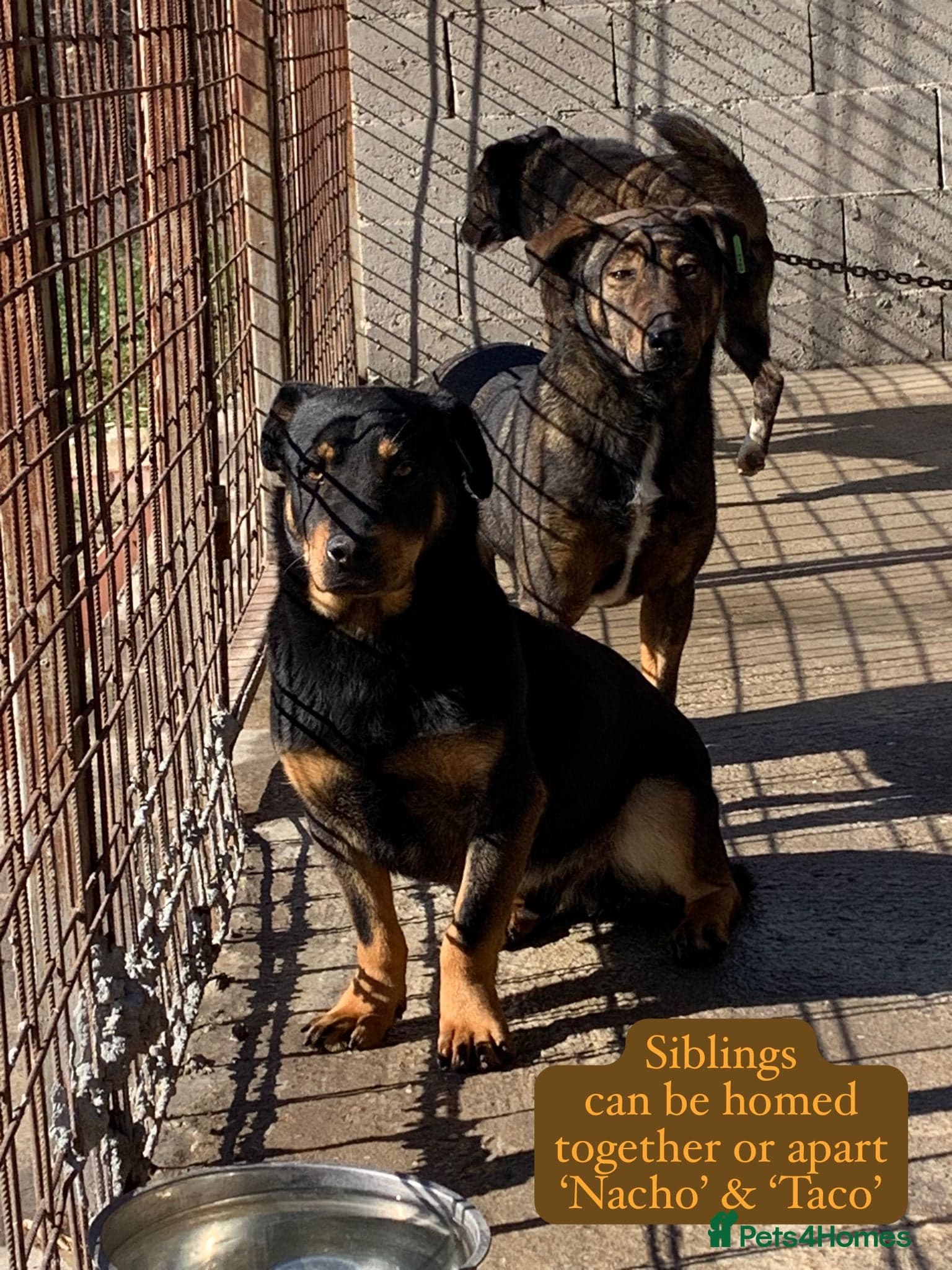 Taco, 10-12 months old. photo 24