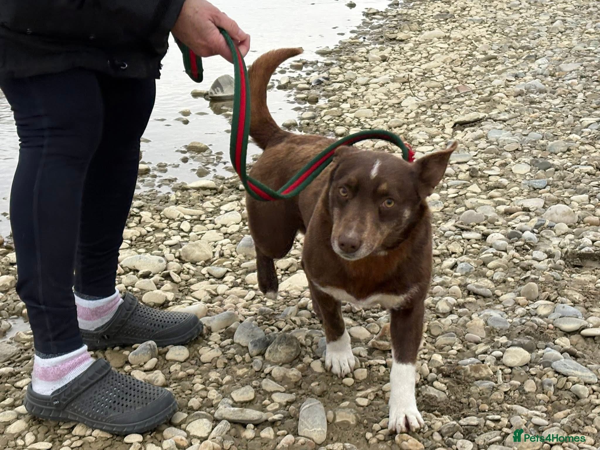 India - Norwich Norfolk photo 7