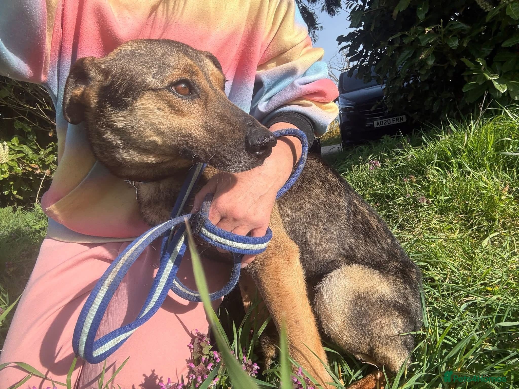 Jenkins - Norwich Norfolk photo 11