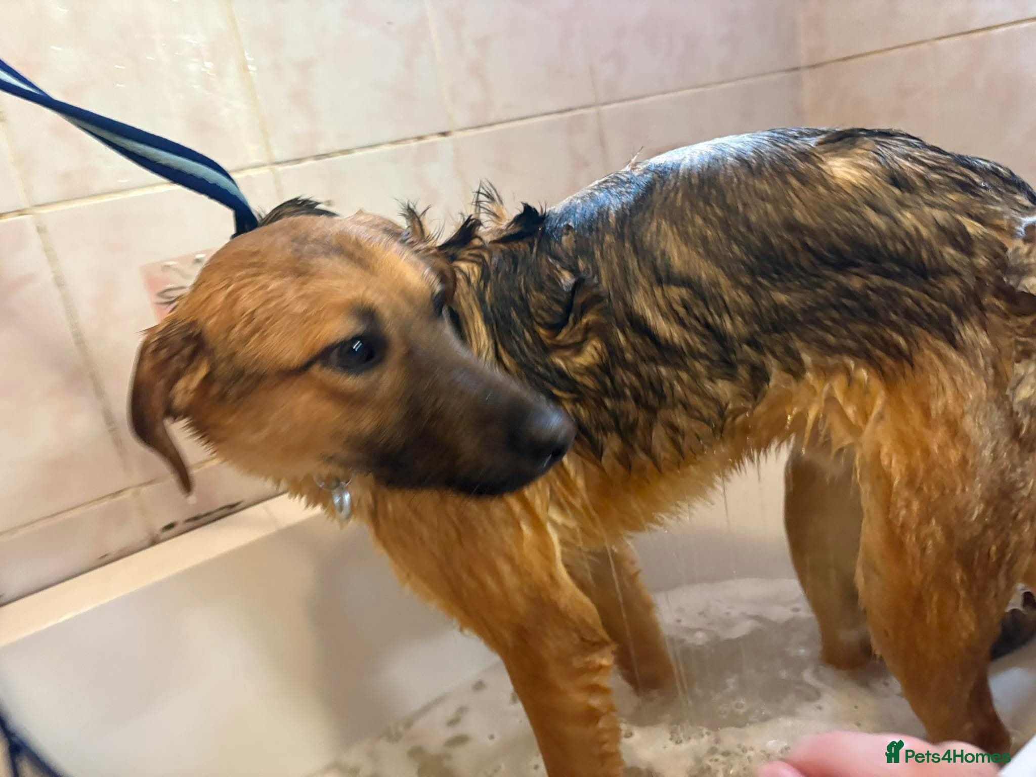 Dylan - Norwich Norfolk β Mixed Breed