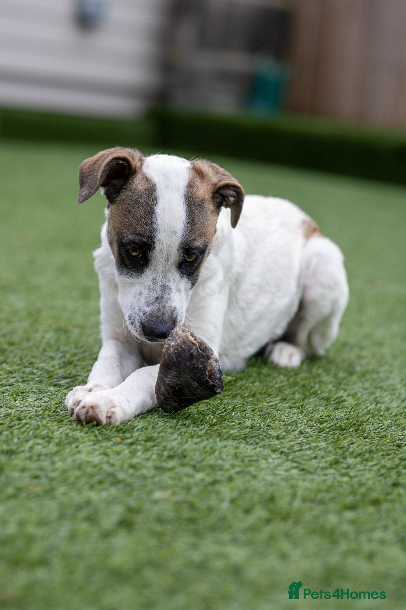 Petit Poppy photo 19