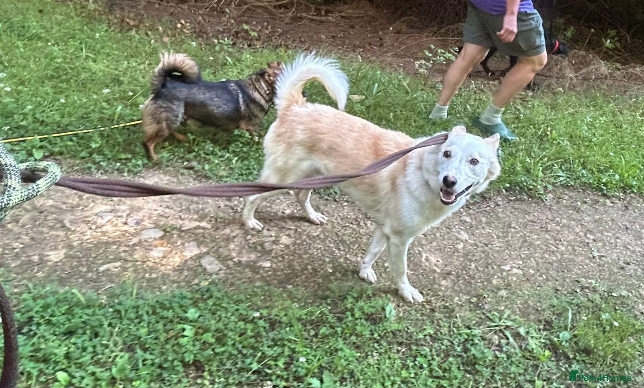 Song - Norwich Norfolk photo 27