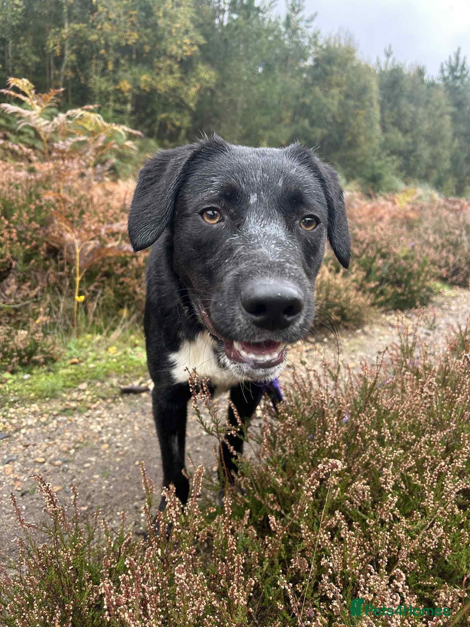 Barney - Norwich norfolk photo 4