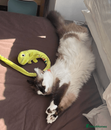 Stunning Lucia: photo 5