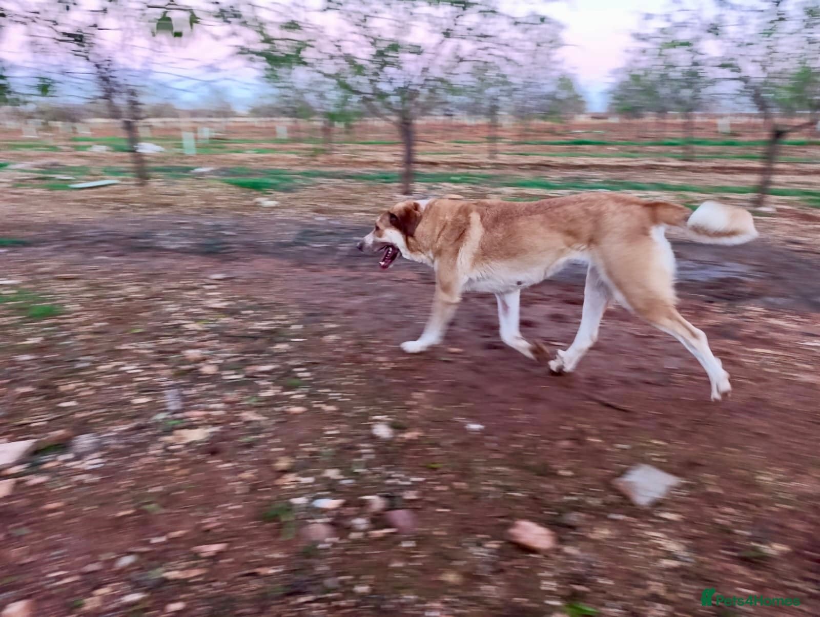 ️🚨URGENT FOSTER OR adopter needed. photo 5