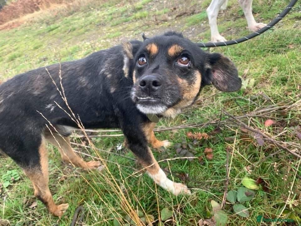 Paddy - Norwich Norfolk photo 17