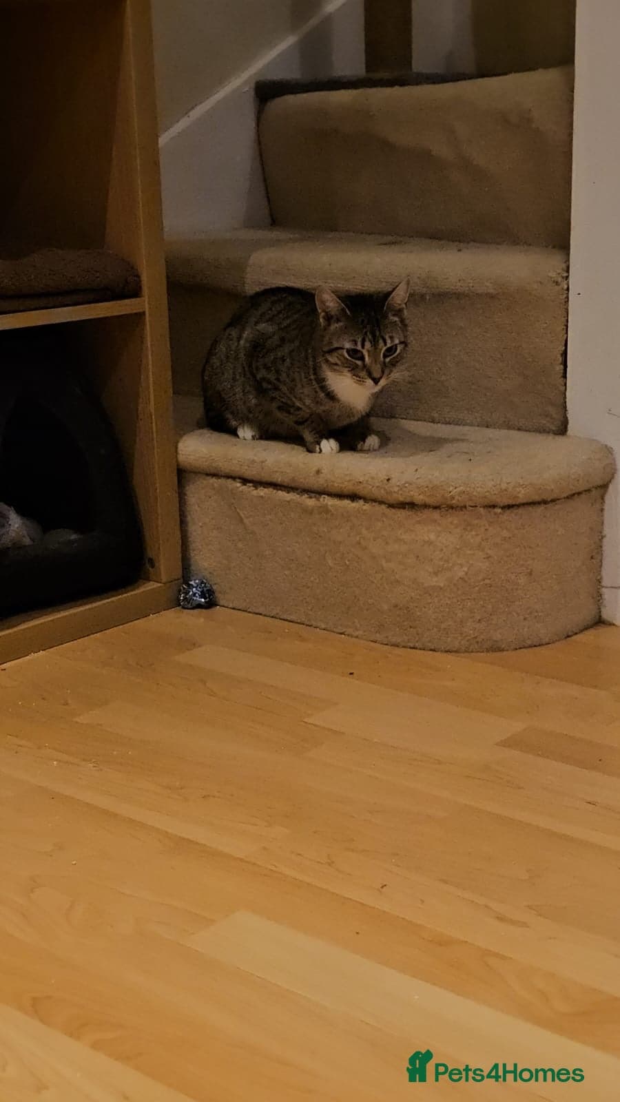 yr old Rescue Cat photo 10