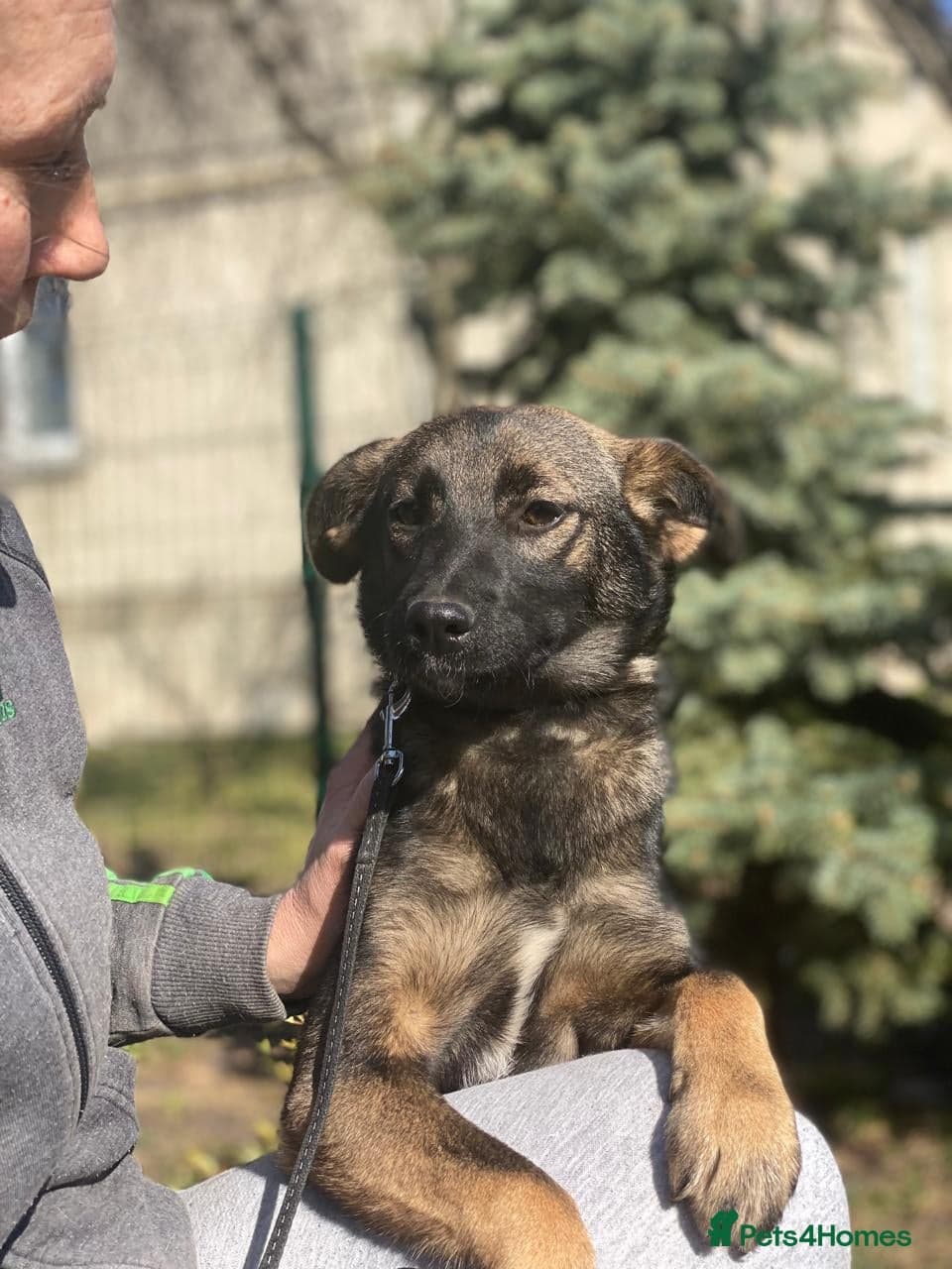 οΈπΆ kuba photo 10