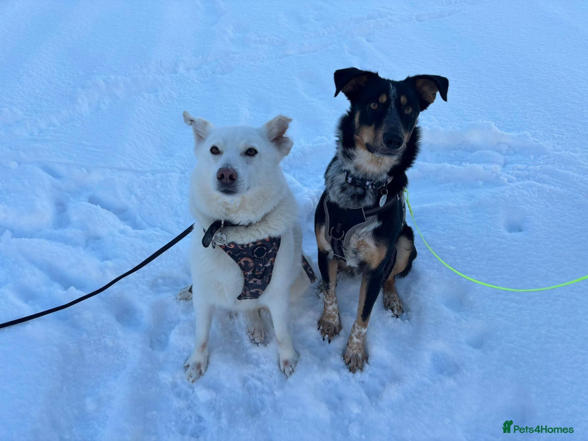 Meet Dave, currently residing in Aberdeen photo 9