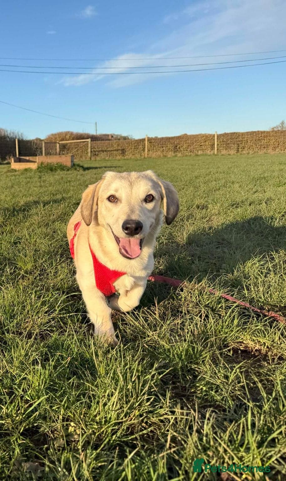 Roxanne - reserved — Mixed Breed