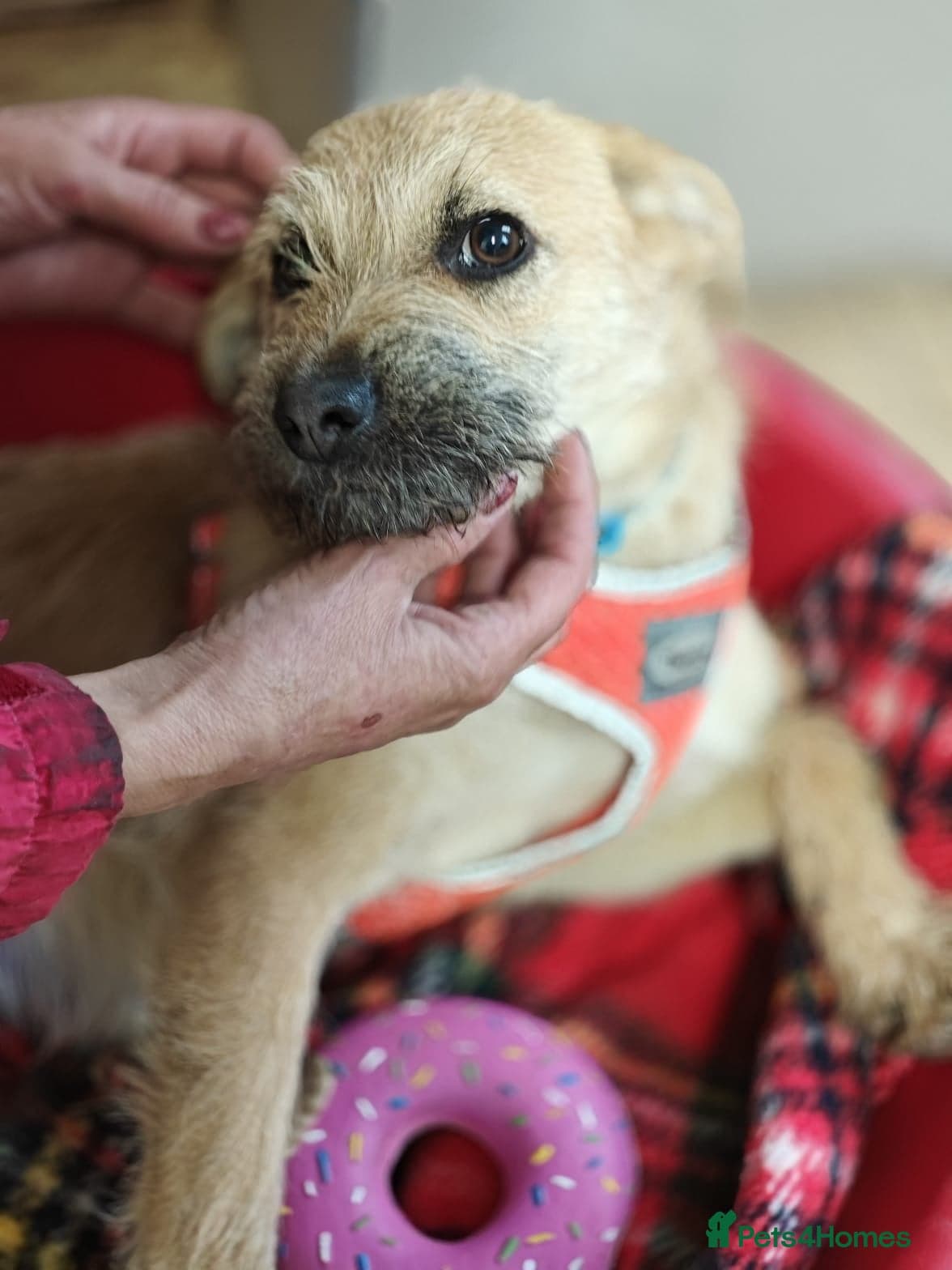 οΈπΆ bekki photo 17