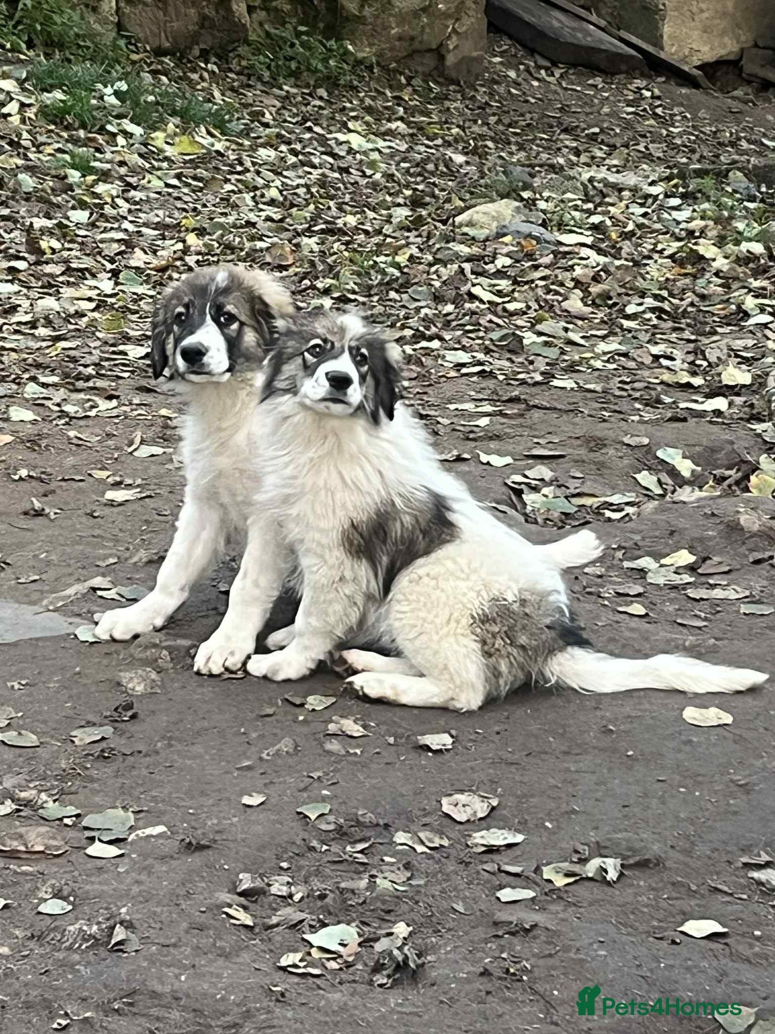 Meet Hannah and Honey !!! photo 10