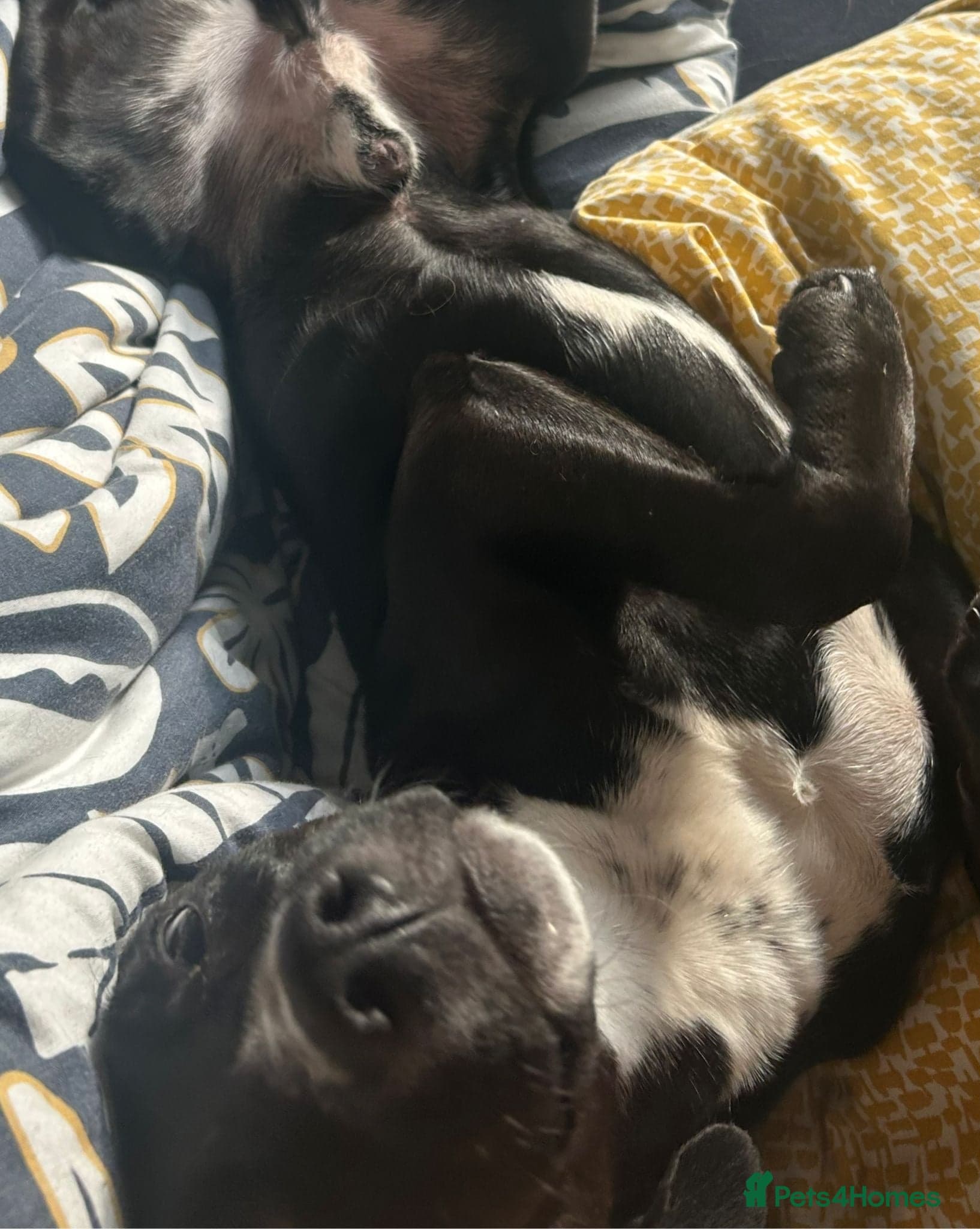 ๏ธ๐ถ walter photo 15