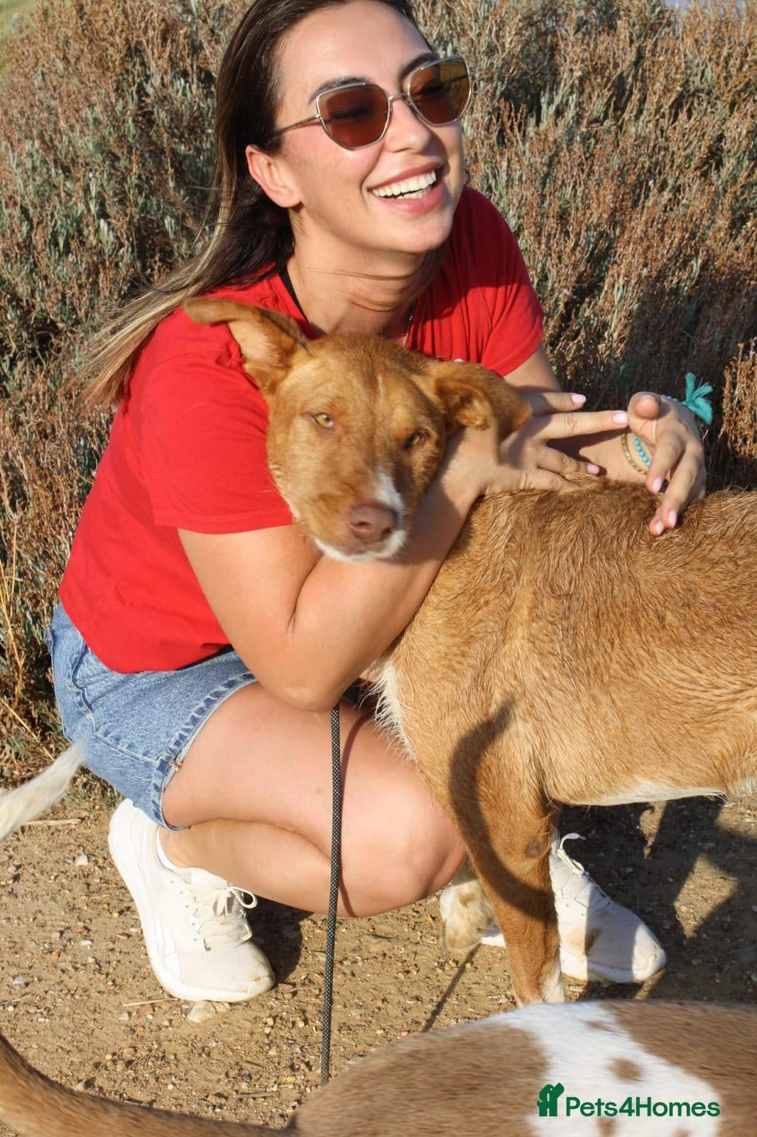 Years waiting - forgotten dogs photo 7