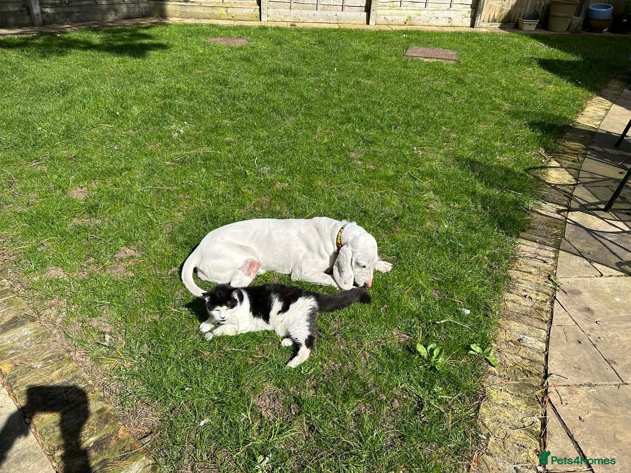 Tuna - lovely Griffon photo 9