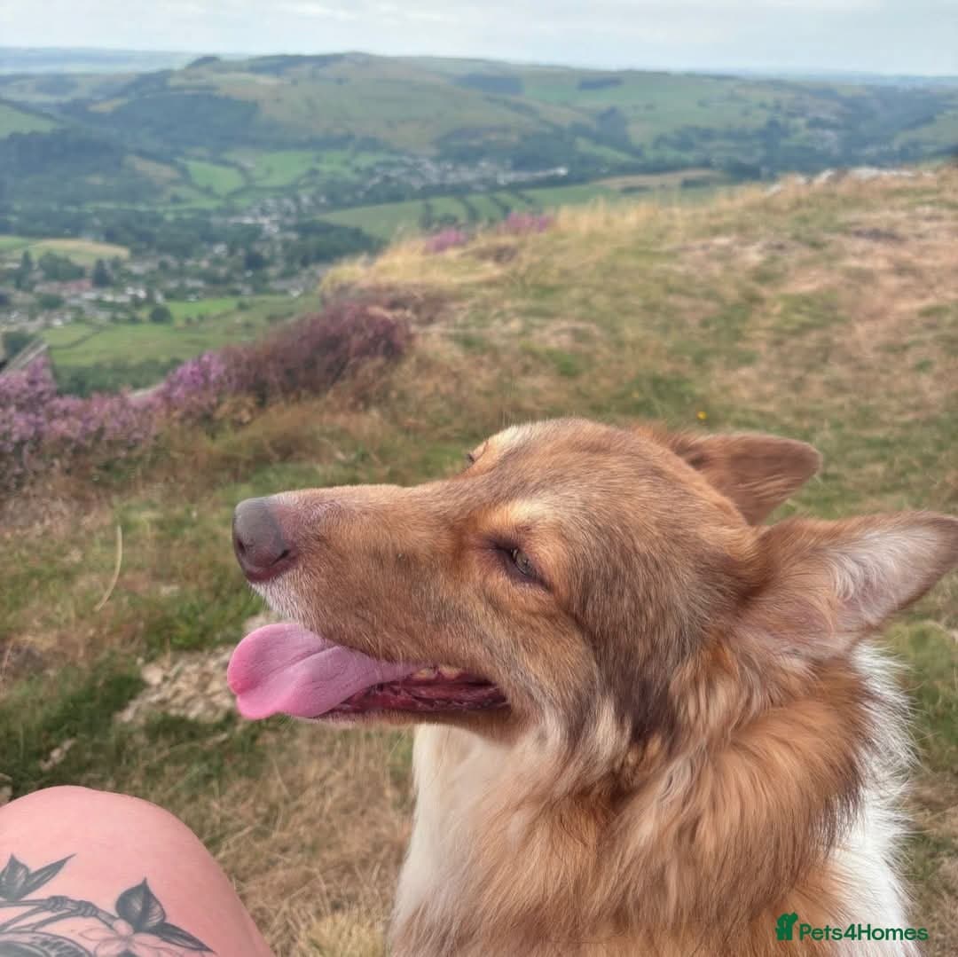 Meet Teddy, currently residing in Lincolnshire photo 12