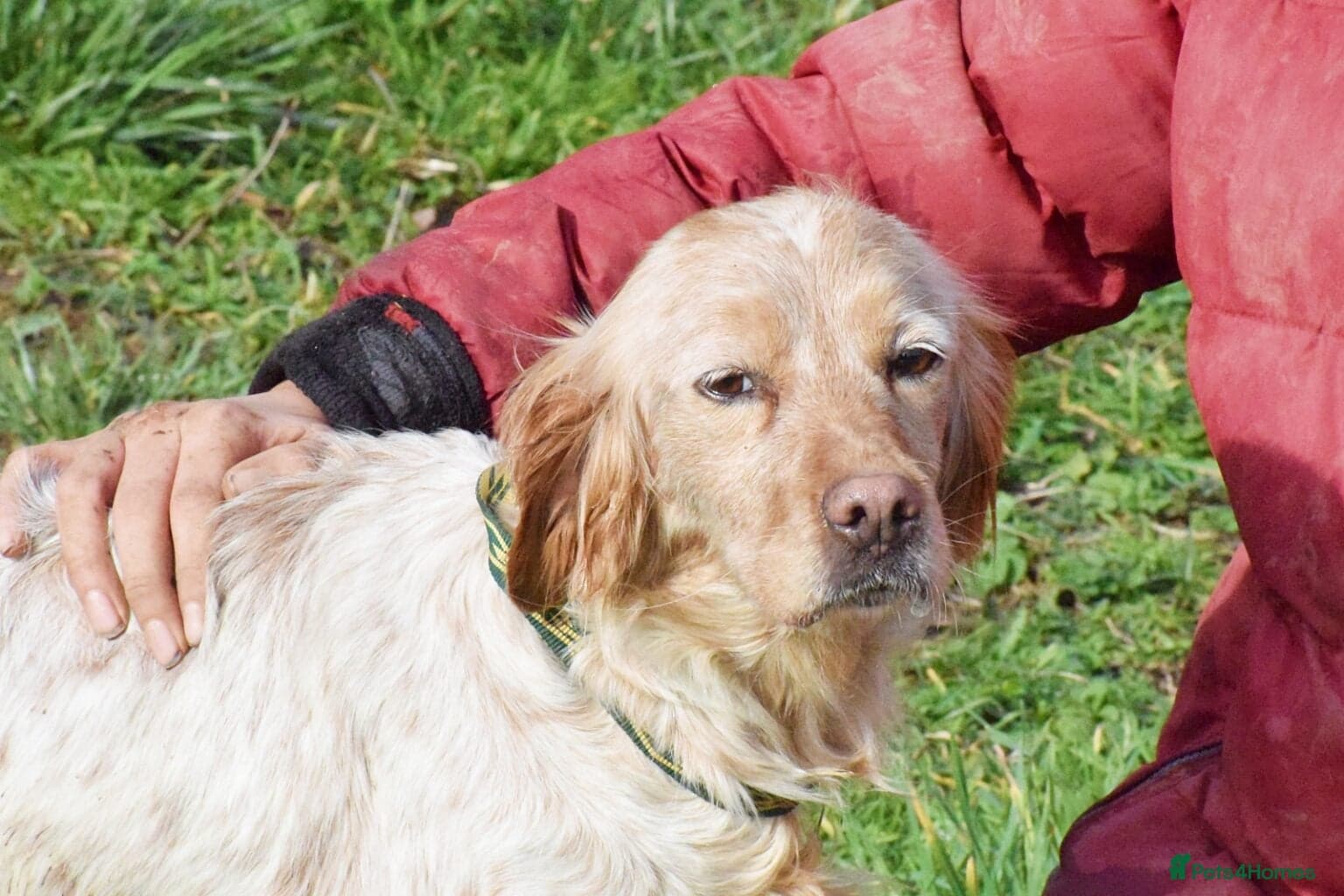 Mendi — English Setter
