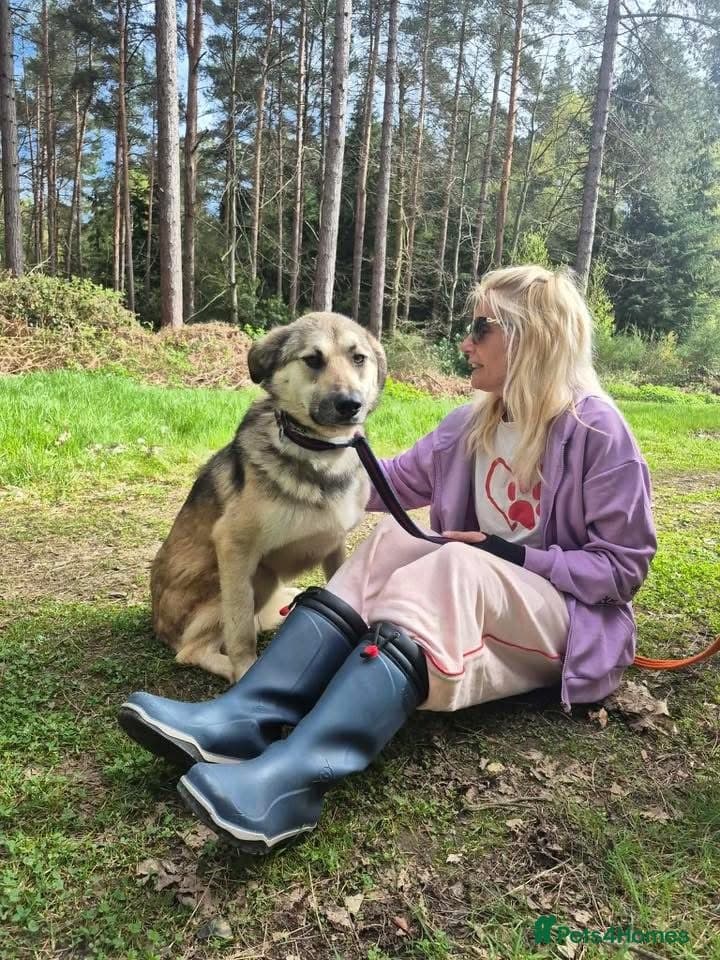 Molly - Norwich Norfolk photo 10