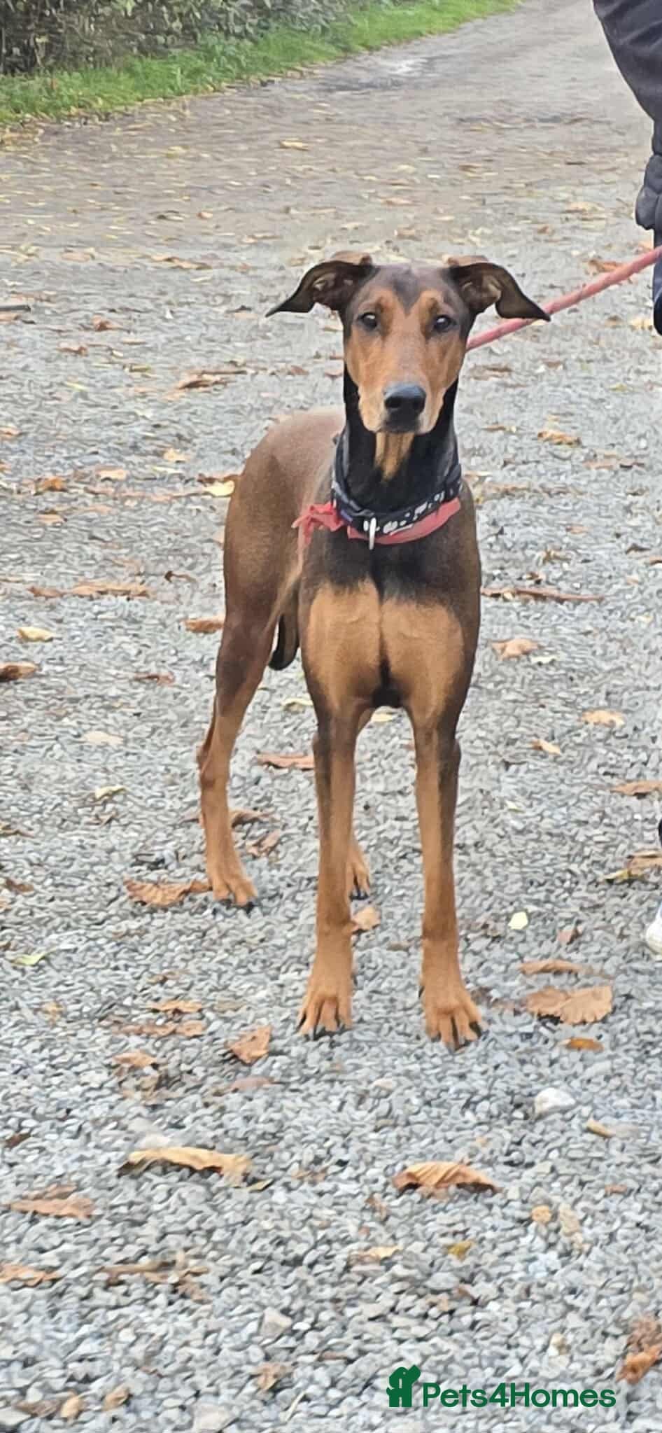 BONNIE π Playful, Loving Girl photo 5