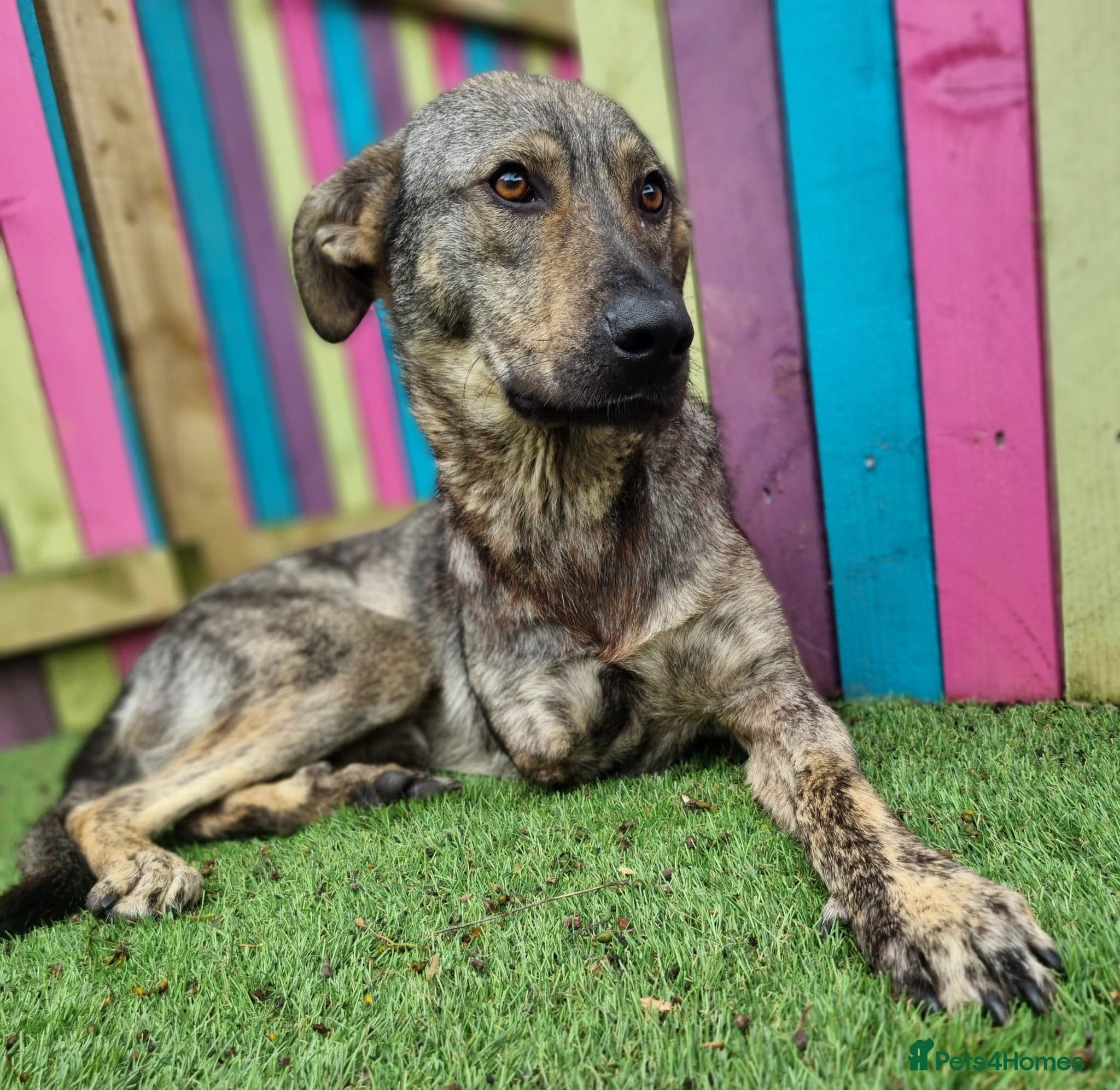 Ronnie - In Ayr — Mixed Breed