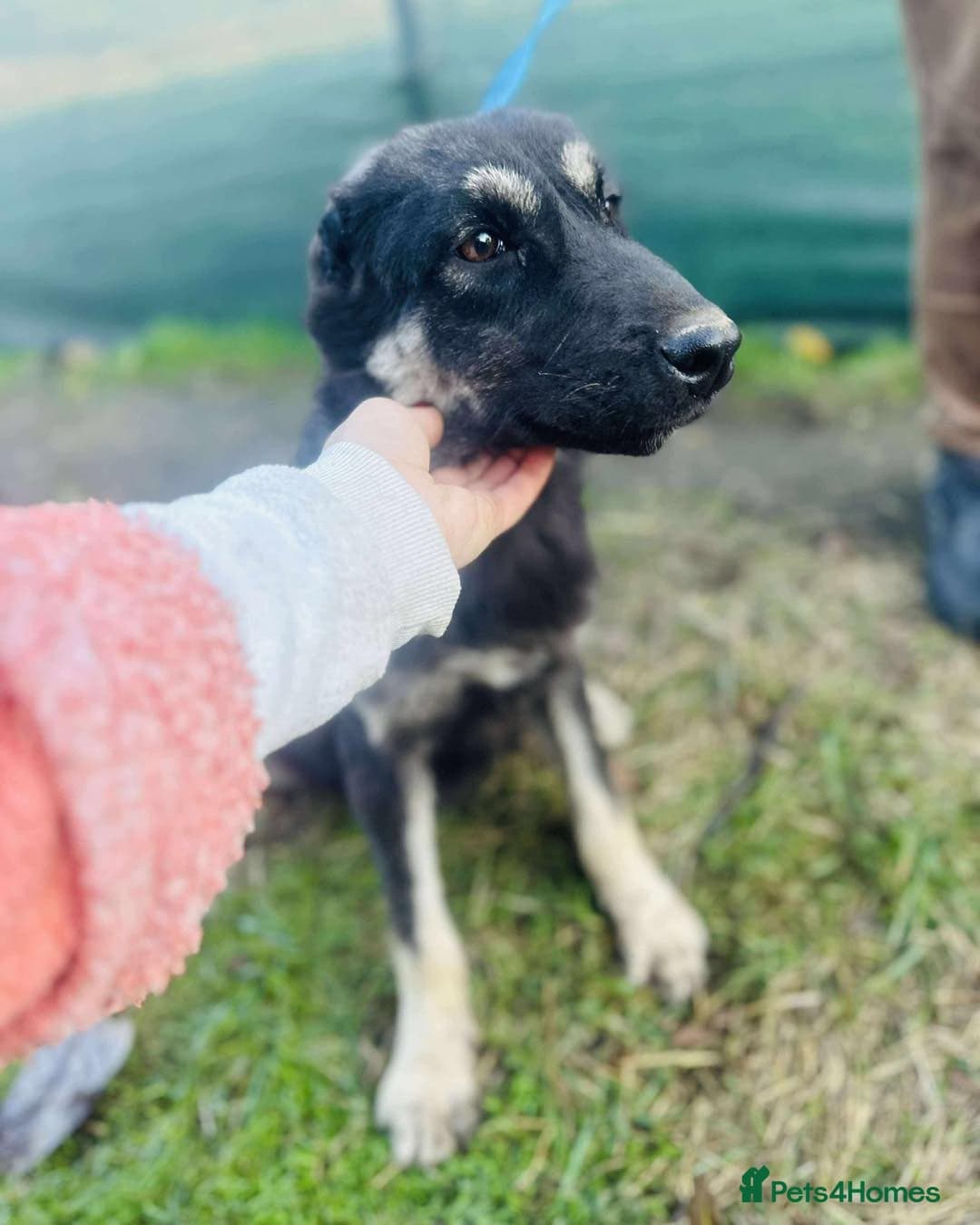 Optimistic Orsin photo 3