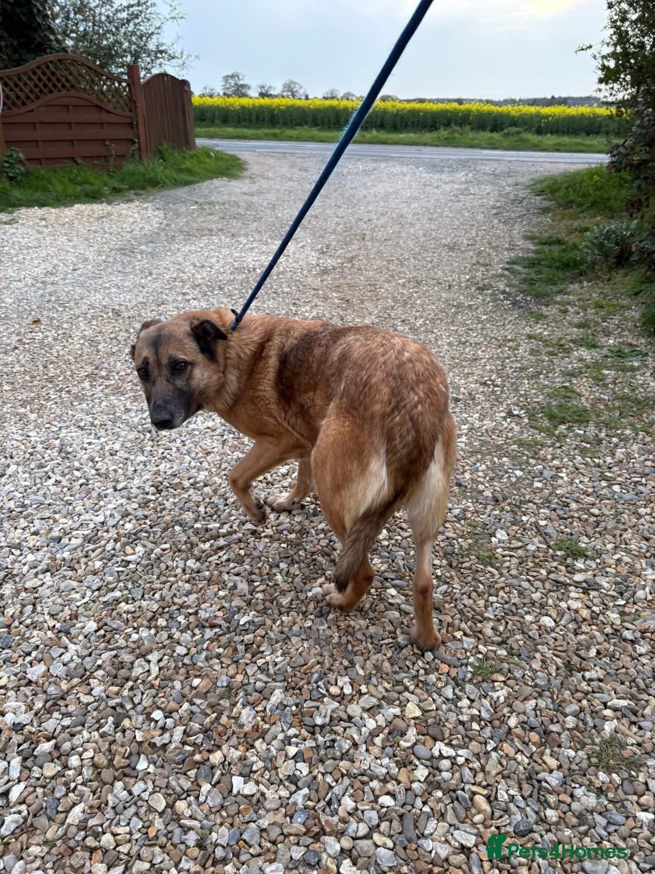 Thelma - Norwich Norfolk photo 5