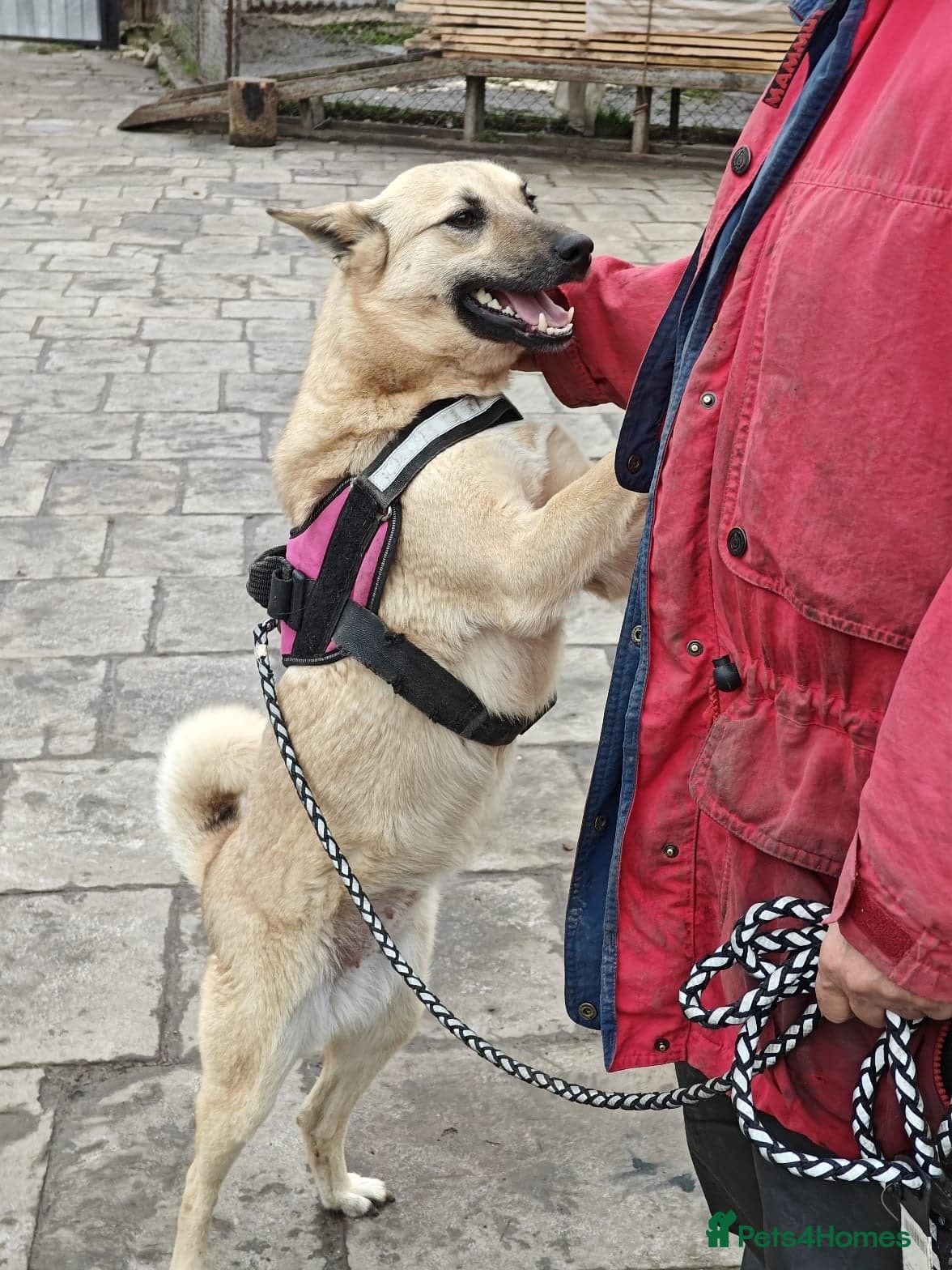 ๏ธ๐ถ stacy photo 16