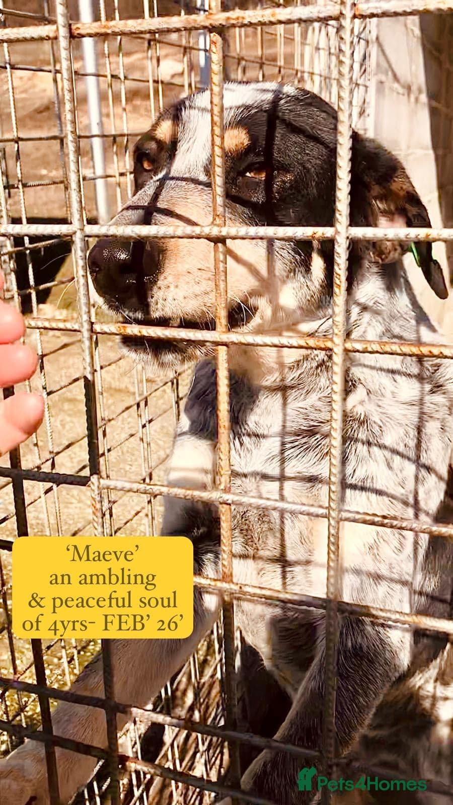 Maeve, 4 yrs approx. photo 3