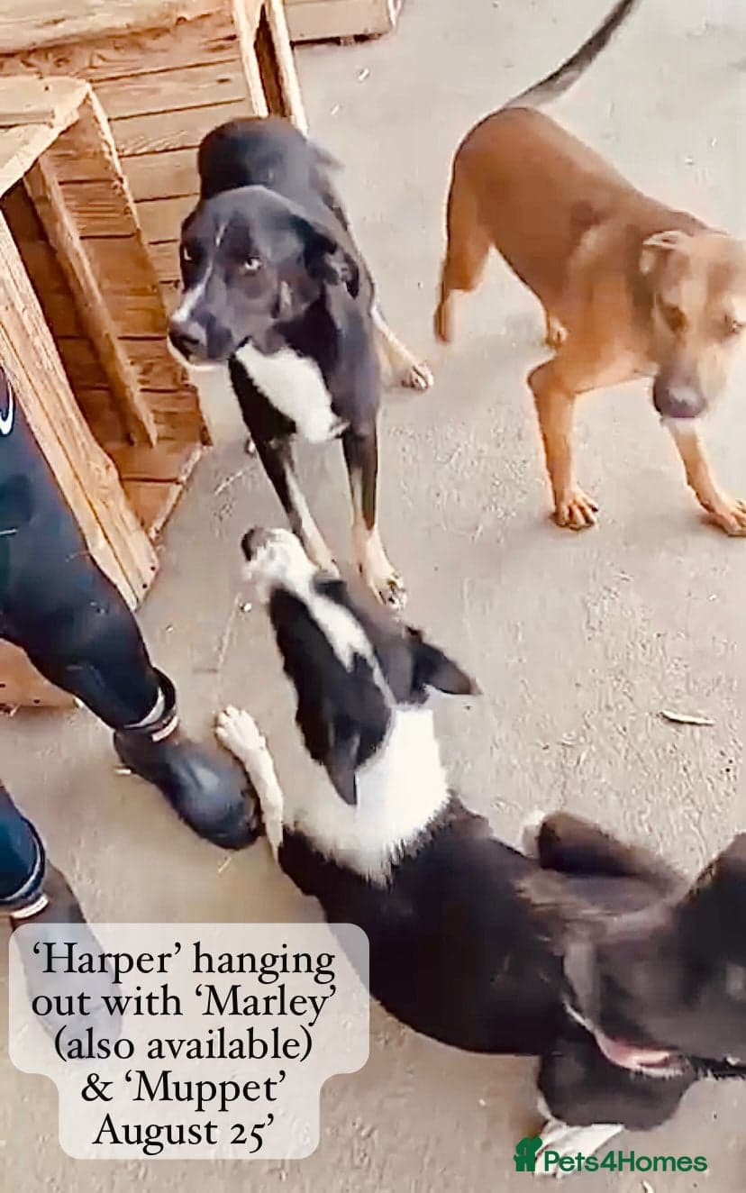 Harper, 2 yrs old approx. photo 18