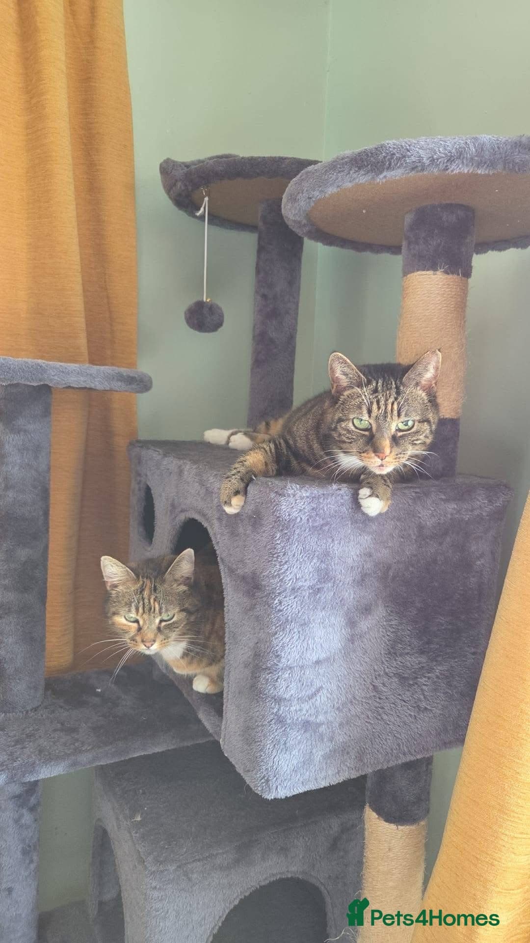 οΈπ± cleo β Mixed Breed