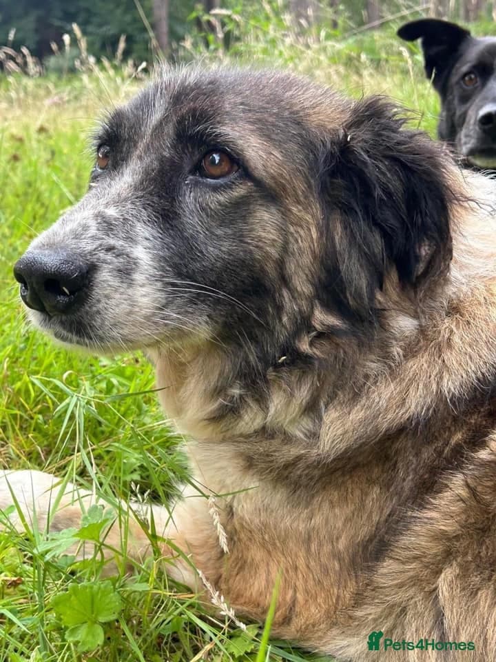 Hilda - Norwich Norfolk photo 25