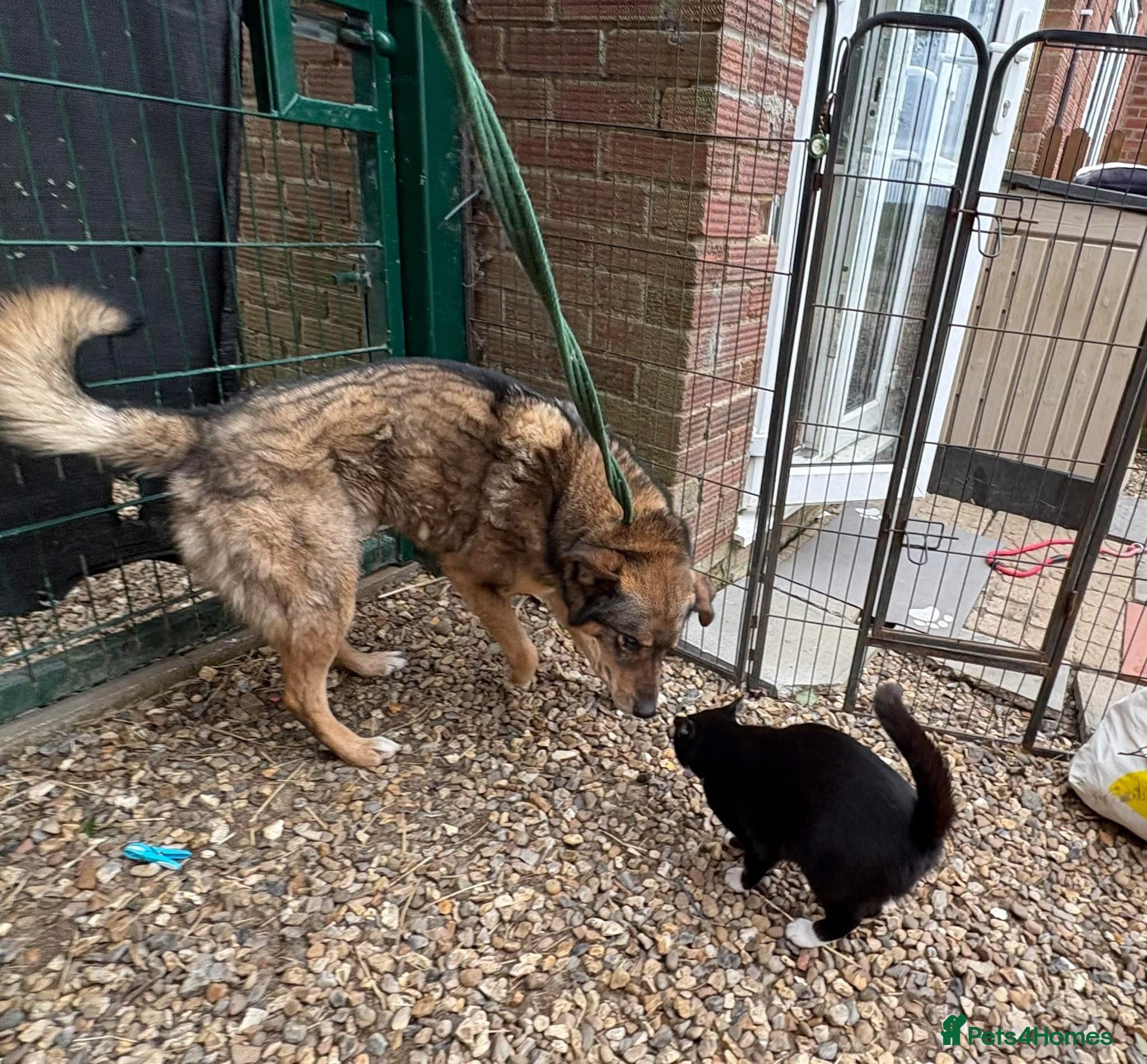 Rufus - Taverham Norfolk photo 11