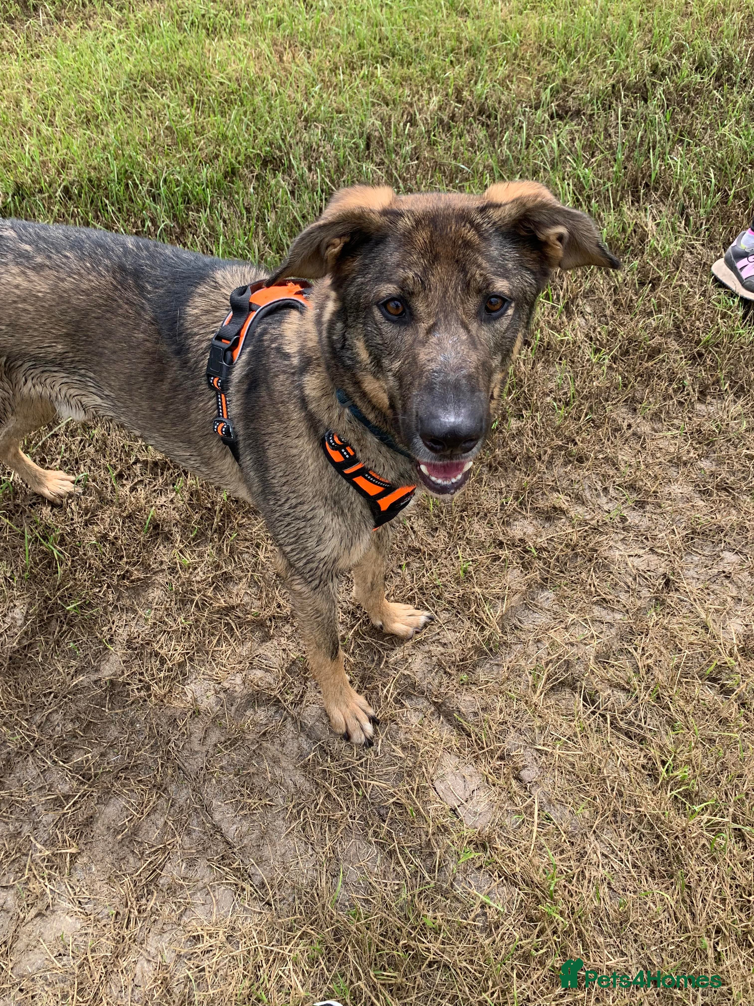 Meet Ozzy, currently residing in Cheshire photo 9