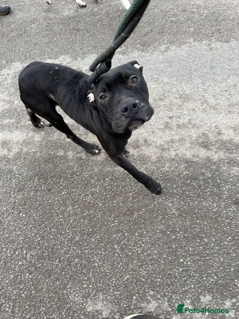 Meet Gomez, currently residing in Ormskirk — Mixed Breed