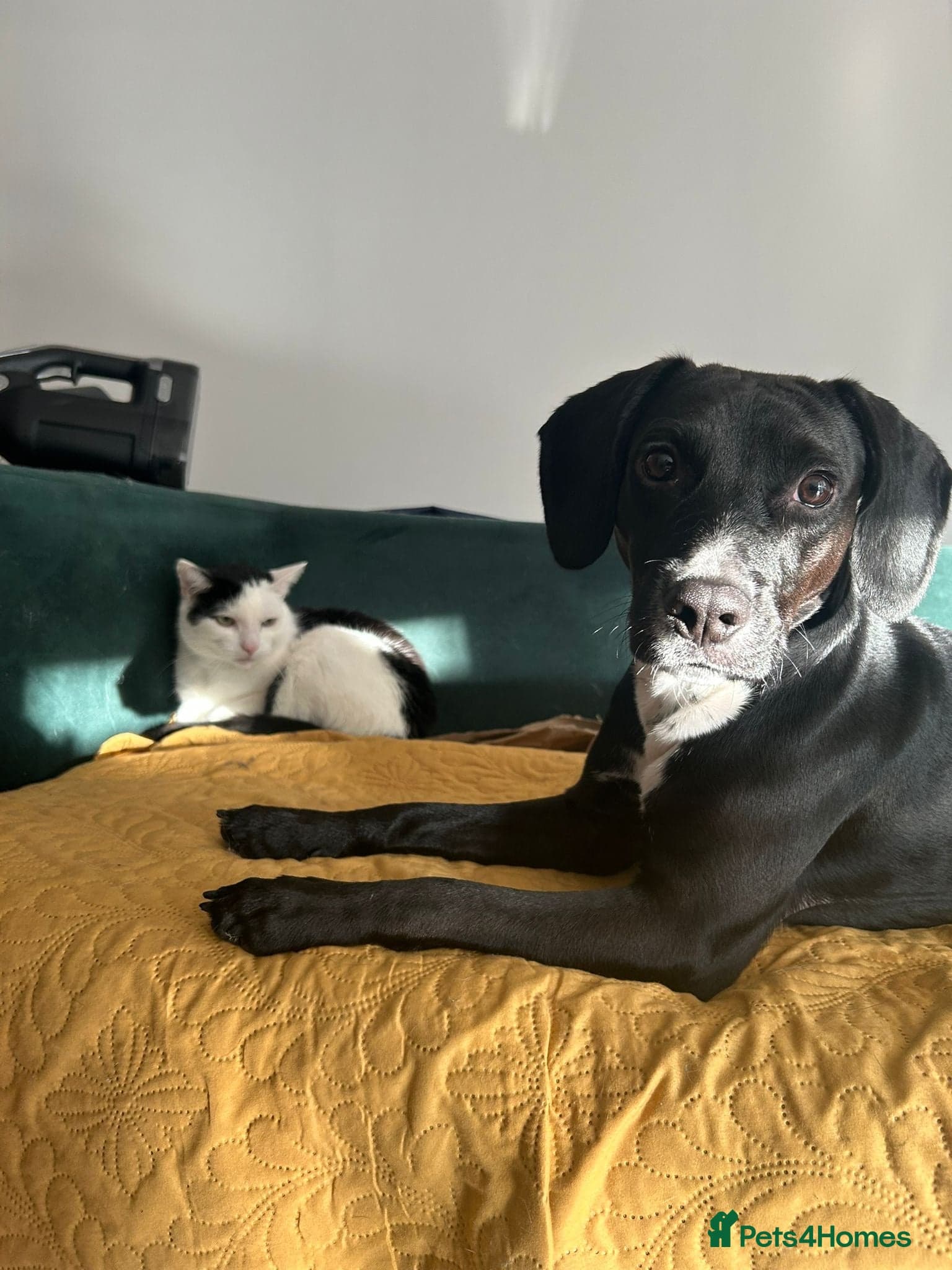 ๏ธ๐ถ walter photo 17