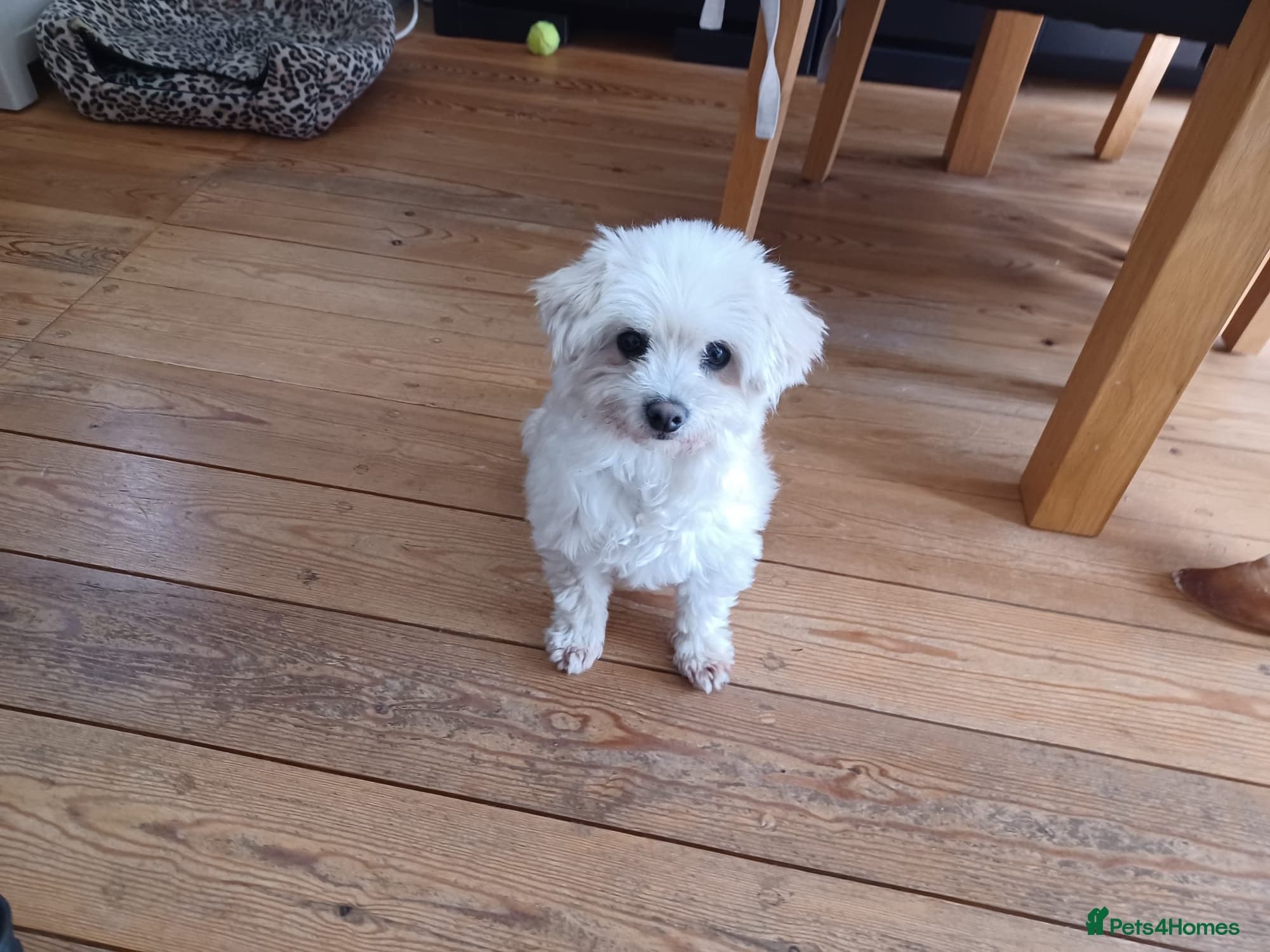 Zurie — Mixed Breed