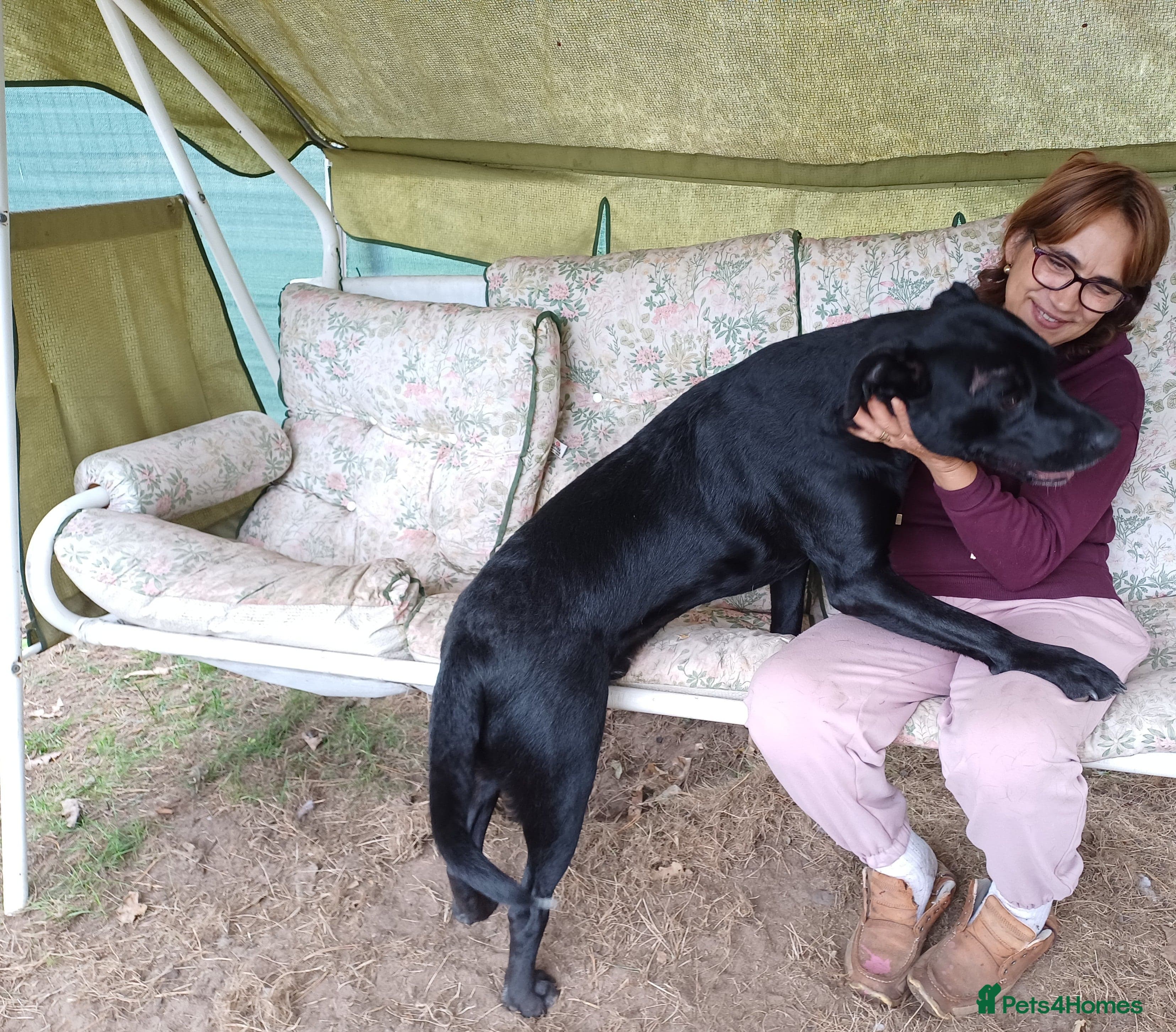 SHEAMUS,URGENT sensitive Soul Labrador Cross photo 8