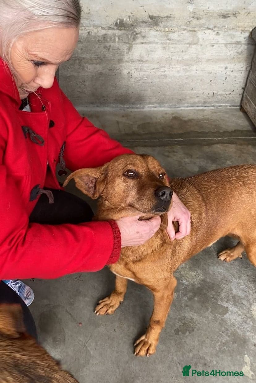 Beanie Boy, 3-4 yrs old. photo 5