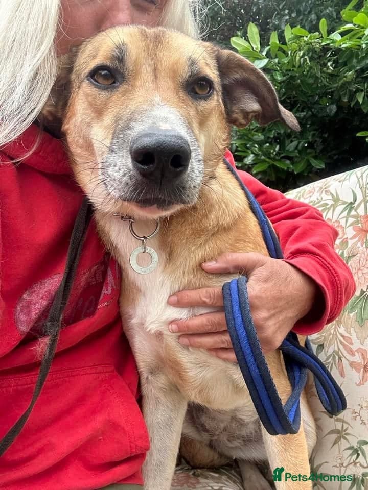 Sara - Norwich Norfolk photo 4