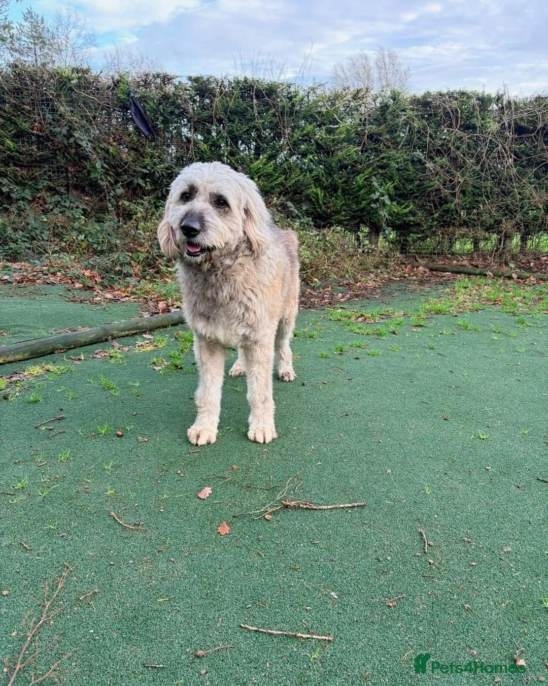 Oscar - our bear boyπ photo 12