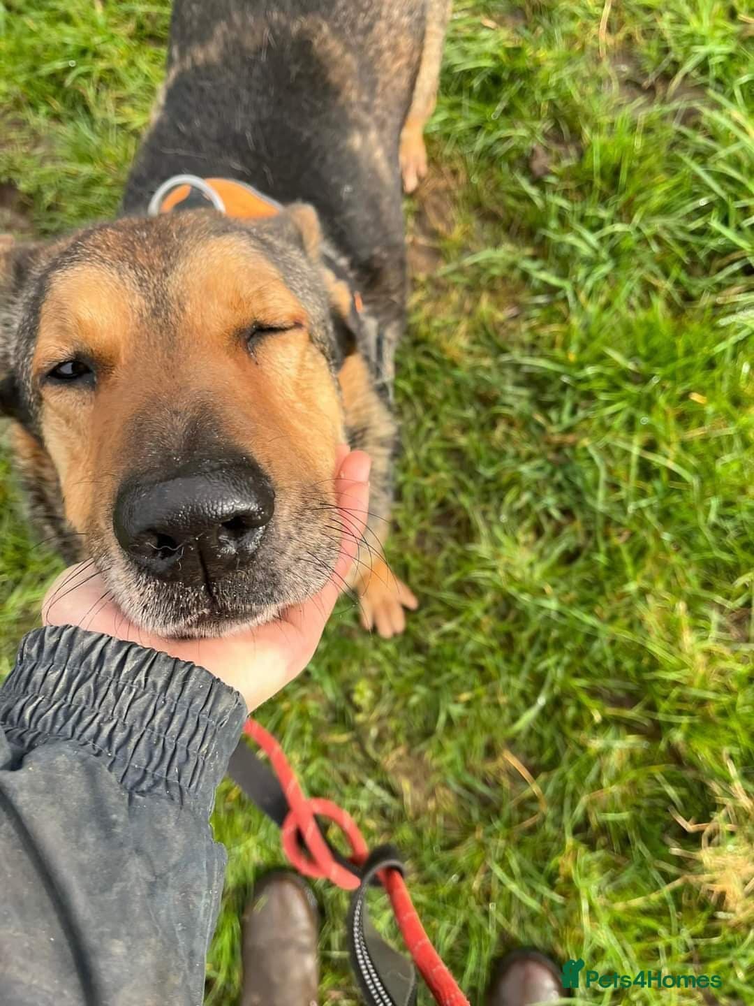 Meet Kobi, currently residing in Cheshire photo 13