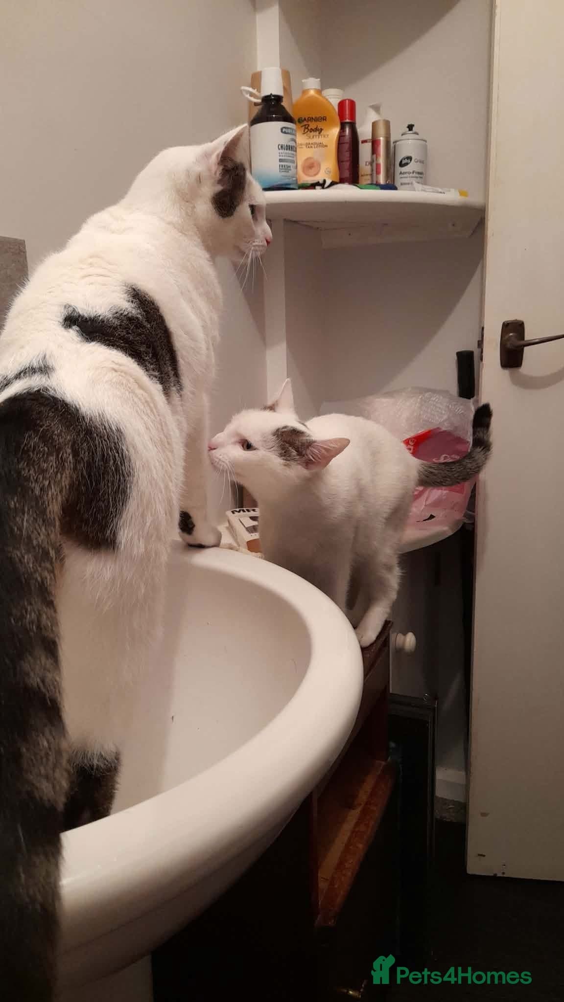 Beautiful Keanu and snow — Mixed Breed