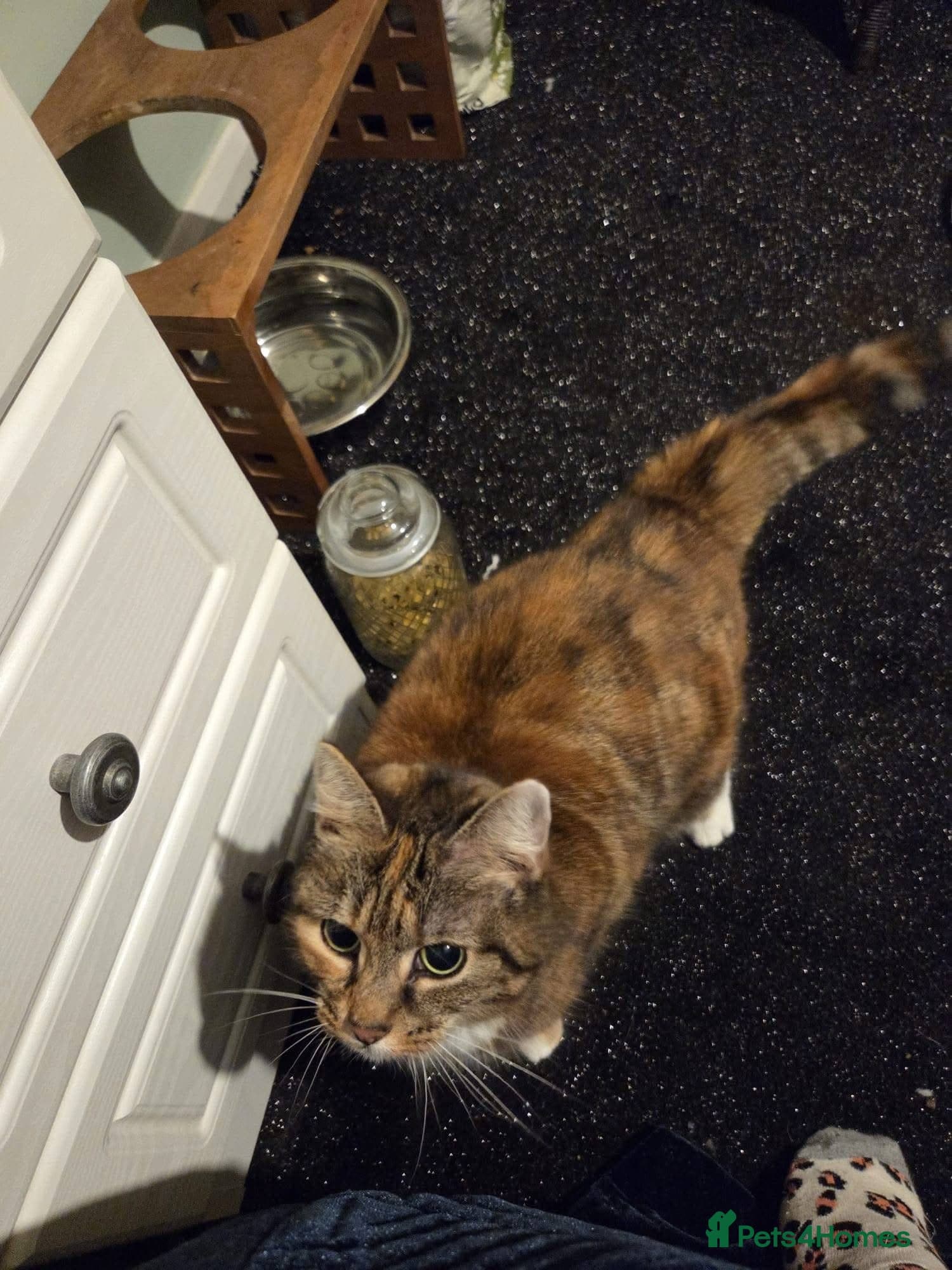 οΈπ± fluffy photo 5