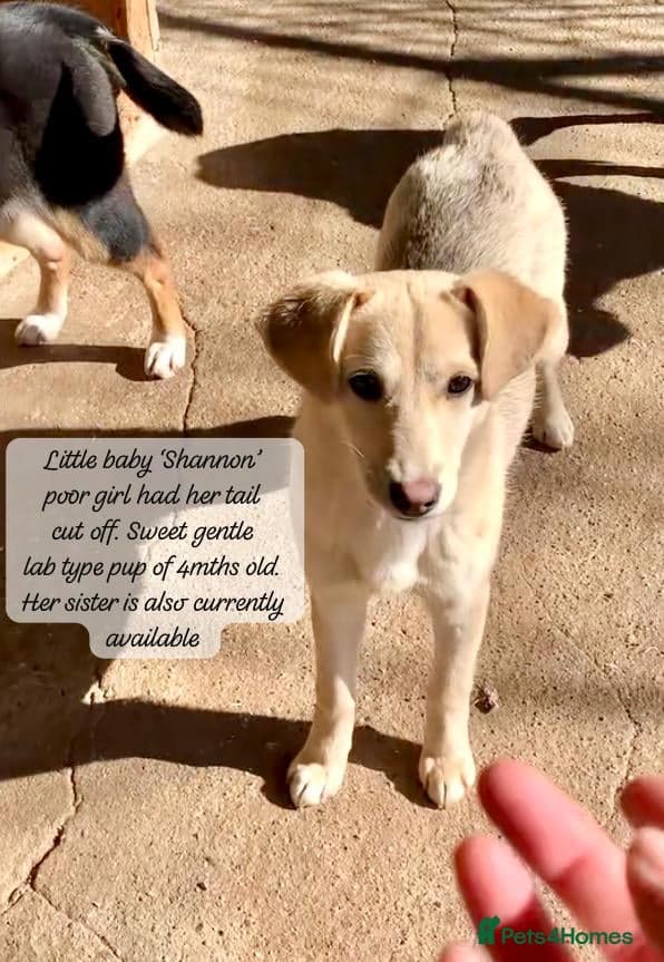 Shannon, 6 months approx, — Mixed Breed