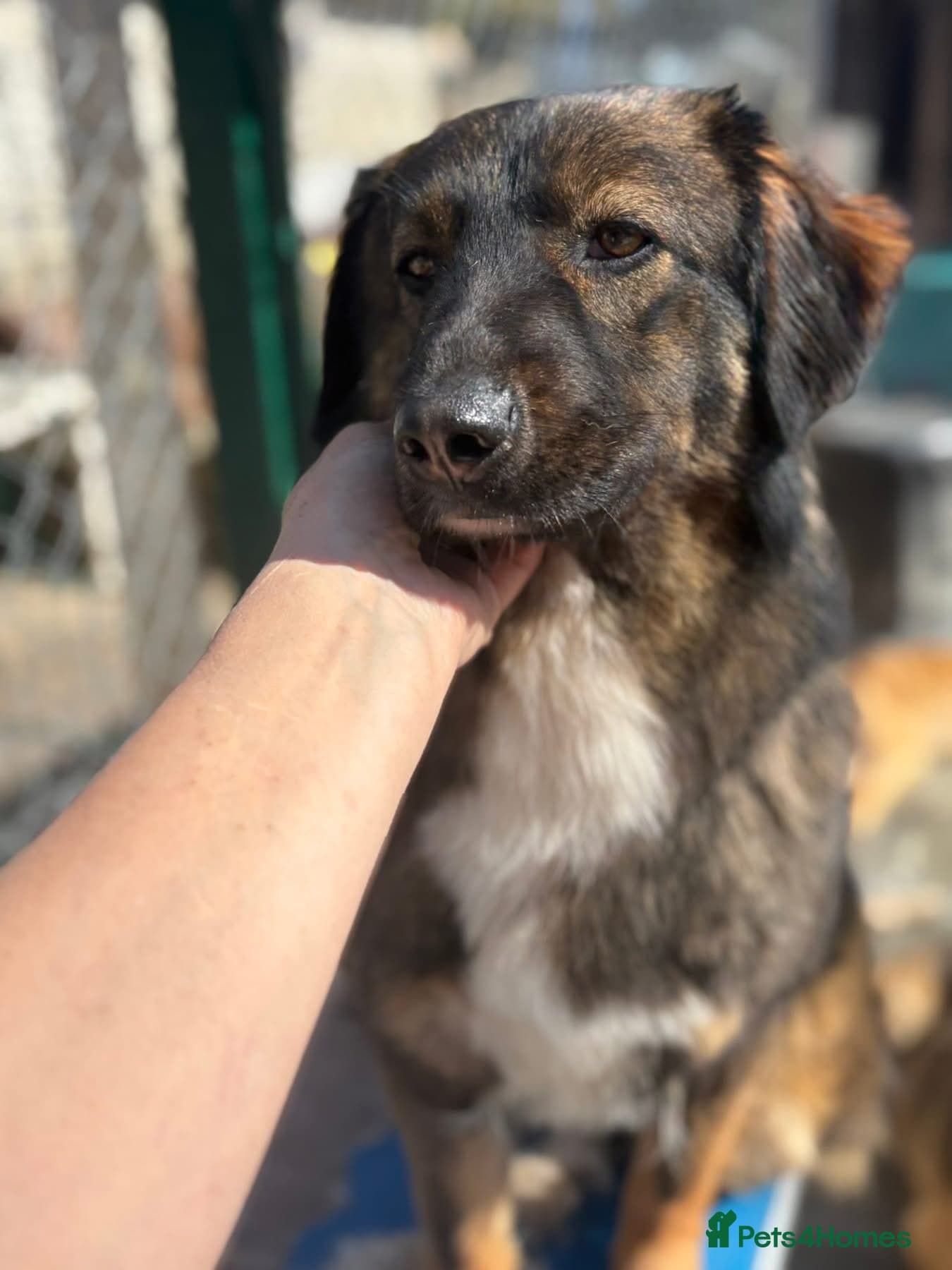 Belle - Norwich Norfolk photo 2