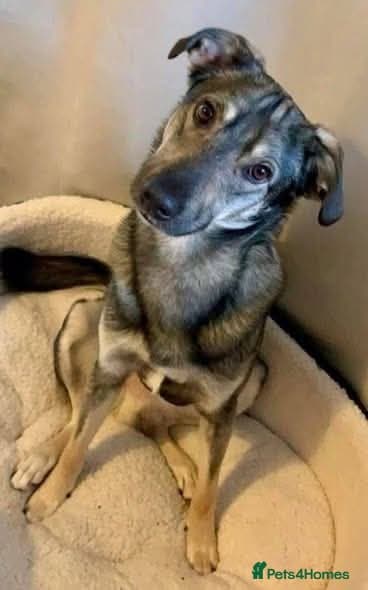 Meet vinnie,, currently residing in Cheshire photo 6