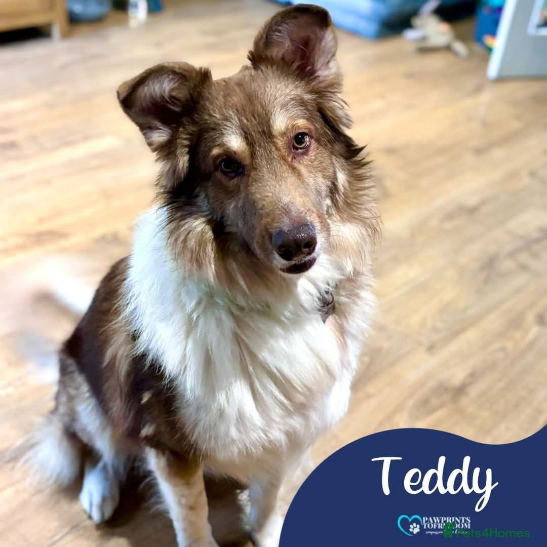 Meet Teddy, currently residing in Lincolnshire photo 2
