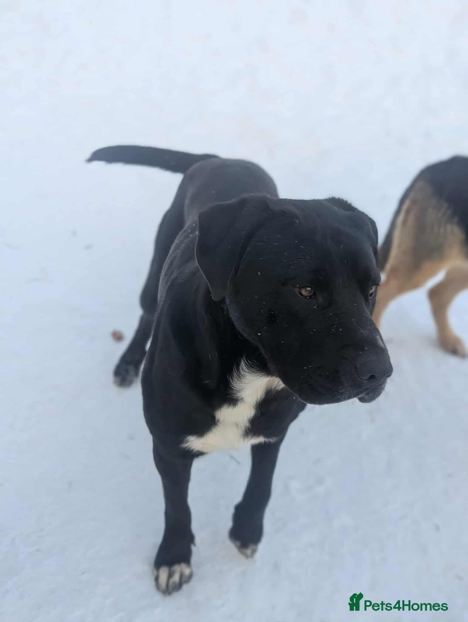 Oreo π€ β Mixed Breed