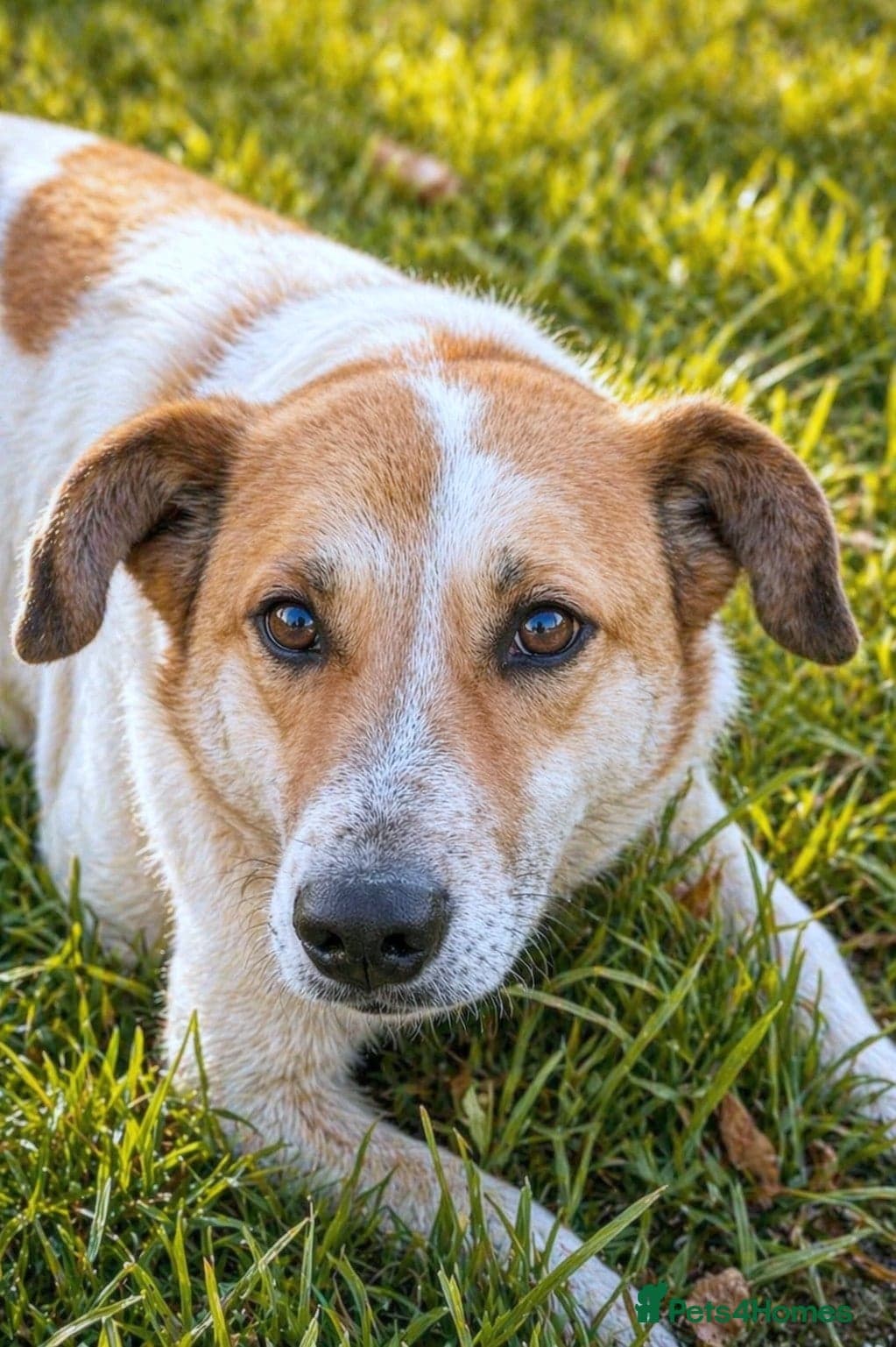 Junior — Mixed Breed