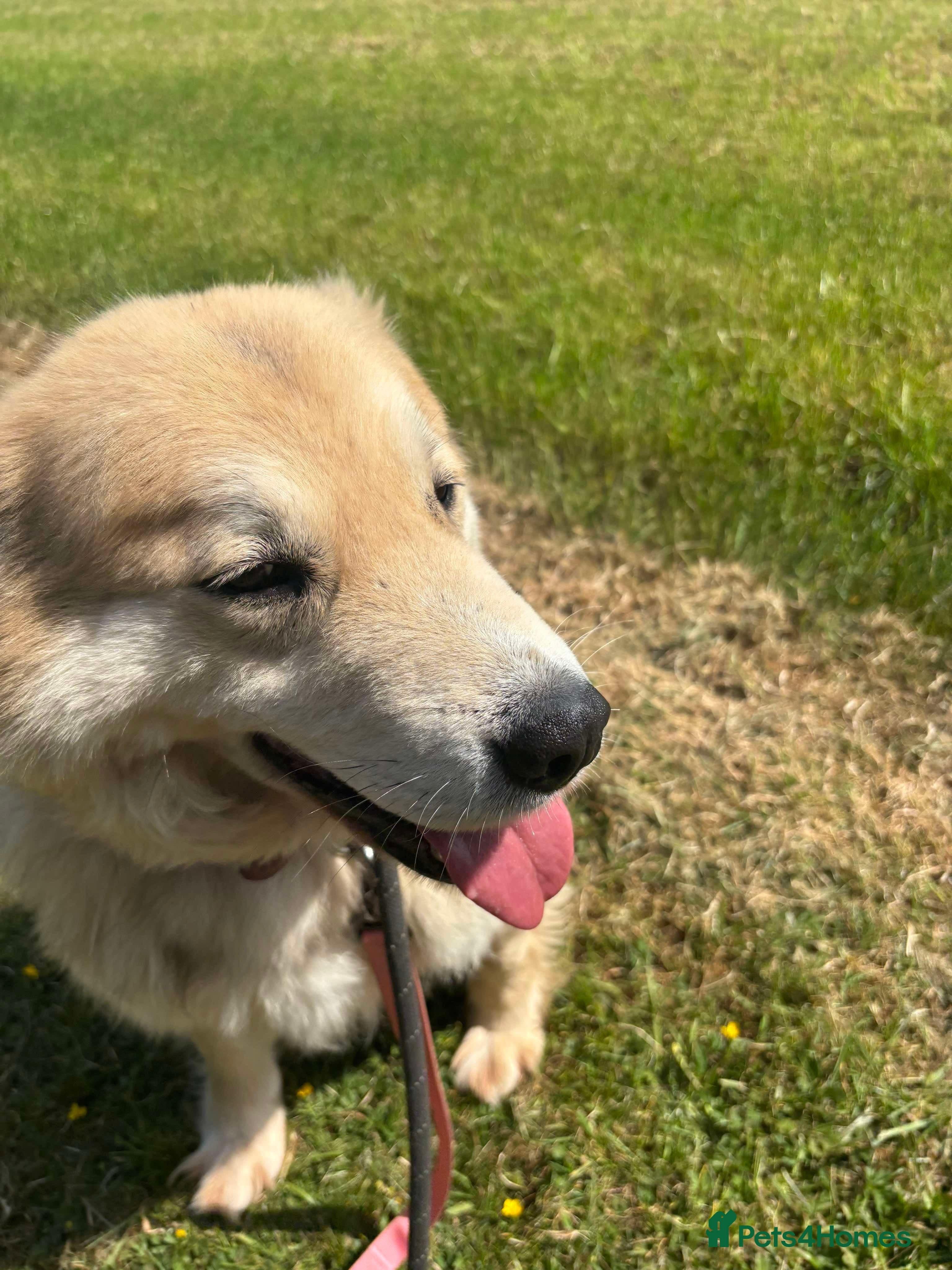 Meet Paddy, currently residing in Cheshire photo 20